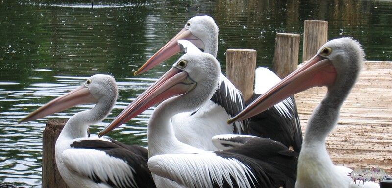 4 pelicans
