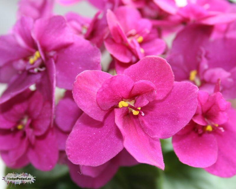 Photograph of African Violets