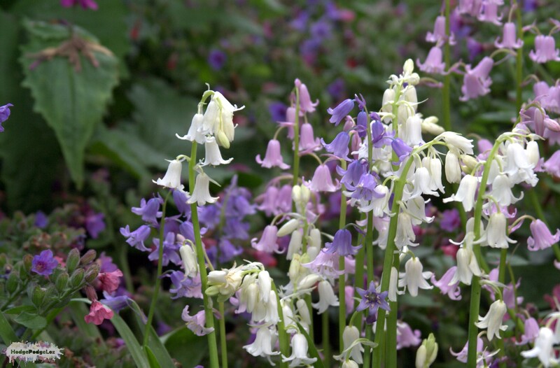 Photograph of  different colour bluebells, taken at Camers, South Gloucestershire. 