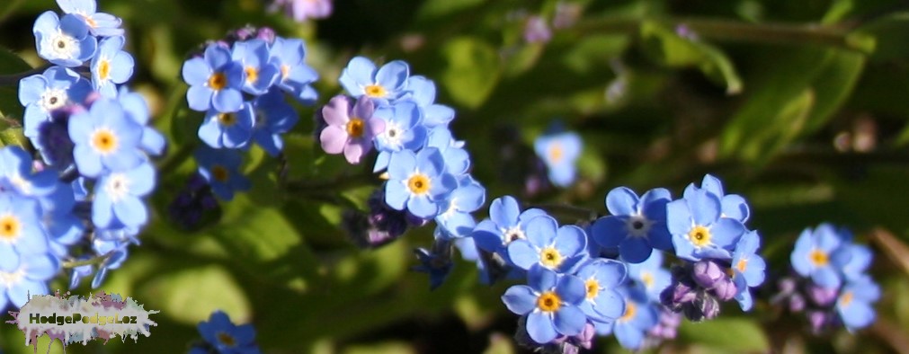 Close up photograph of blue forget-me-knots.