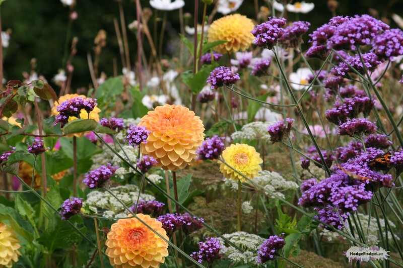 Photograph of orange and purple cottage garden flowers