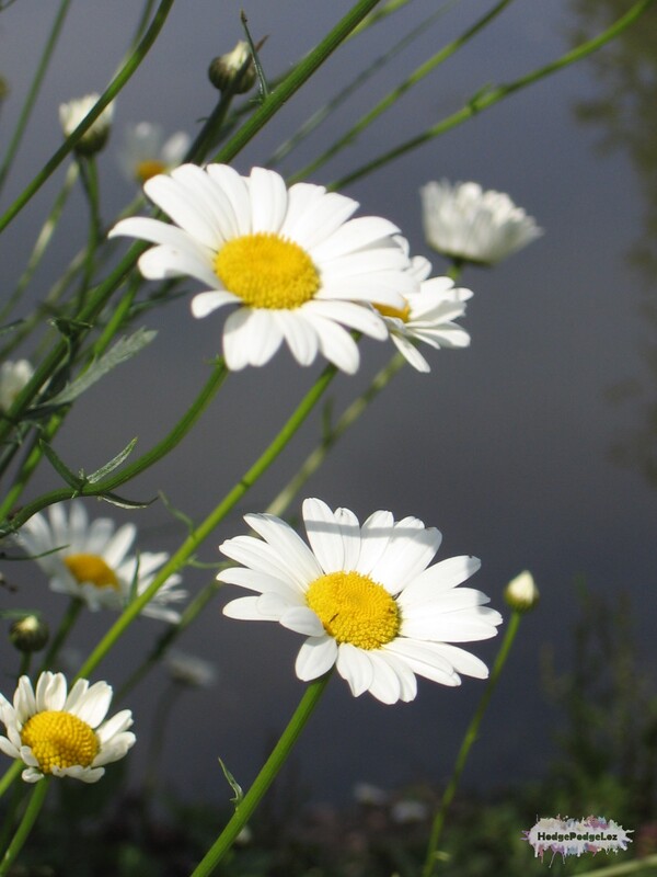 Close up of large daisy like flowers. 
