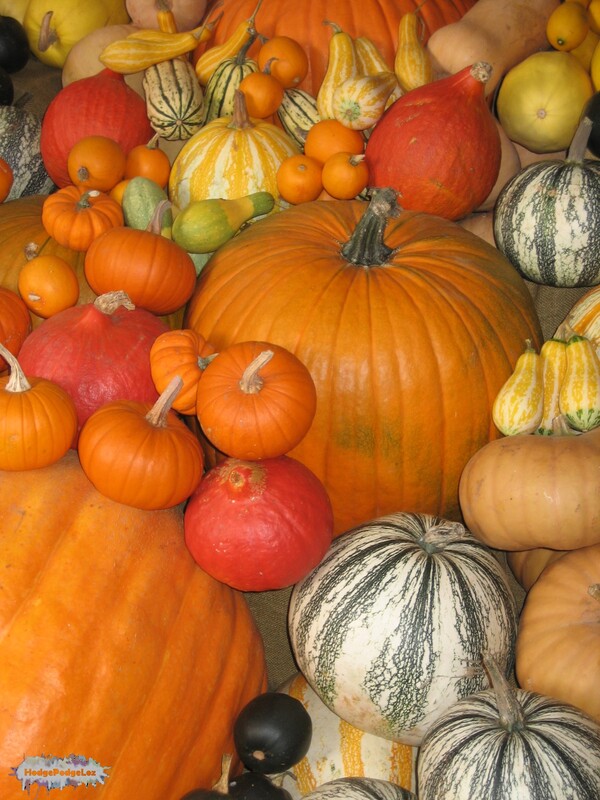 A display of multicoloured pumpkins at Tyntesfield.