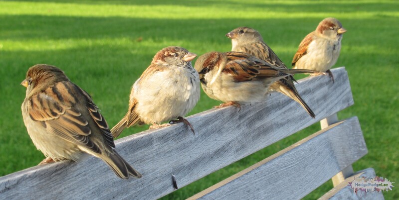 Photograph of sparrows on a park bench in Geneva. 