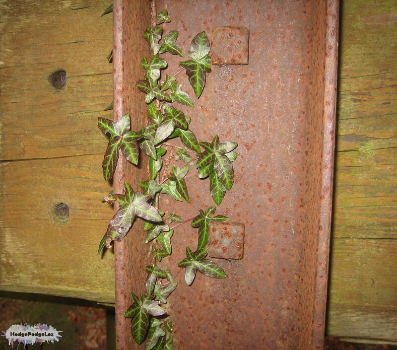 A photograph of ivy climbing up a rusty iron girder 