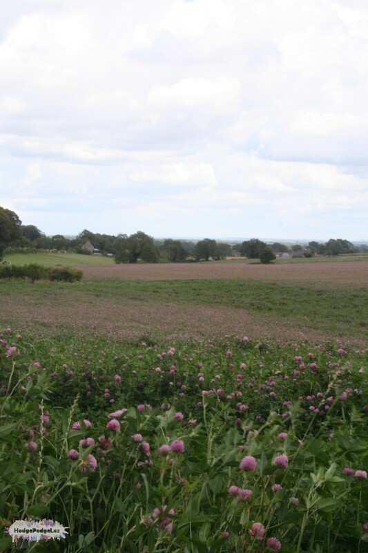 A photograph of a field of clover in the Cotswolds, England