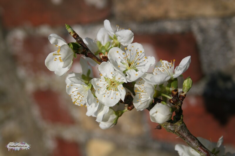 Photograph of spring blossom