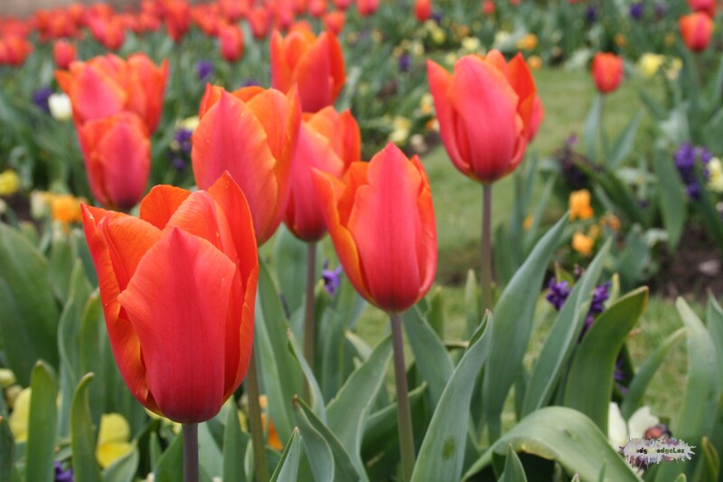 Photograph of red tulips taken at Durham Park, England