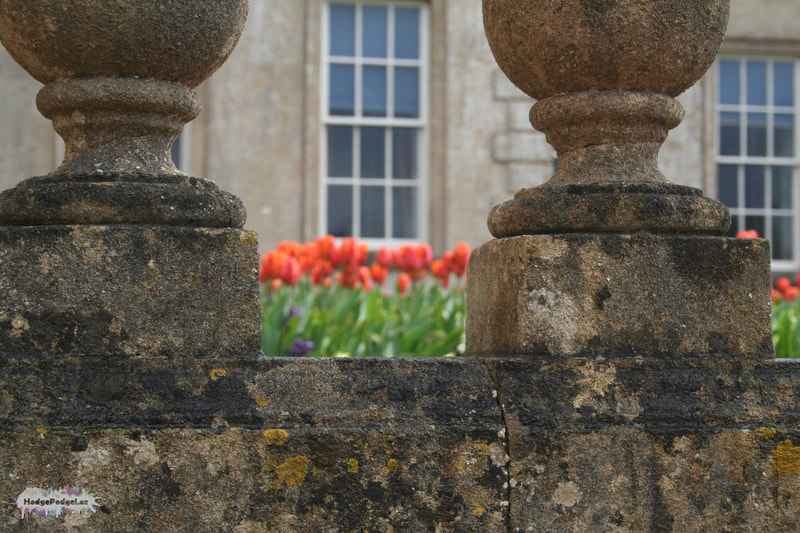 Photograph of tulips taken through stone pillars are Dryham Park, South Gloucestershire, England