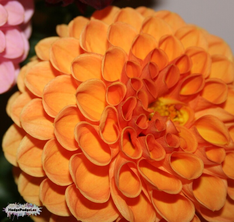 Close up photograph of an orange dahlia