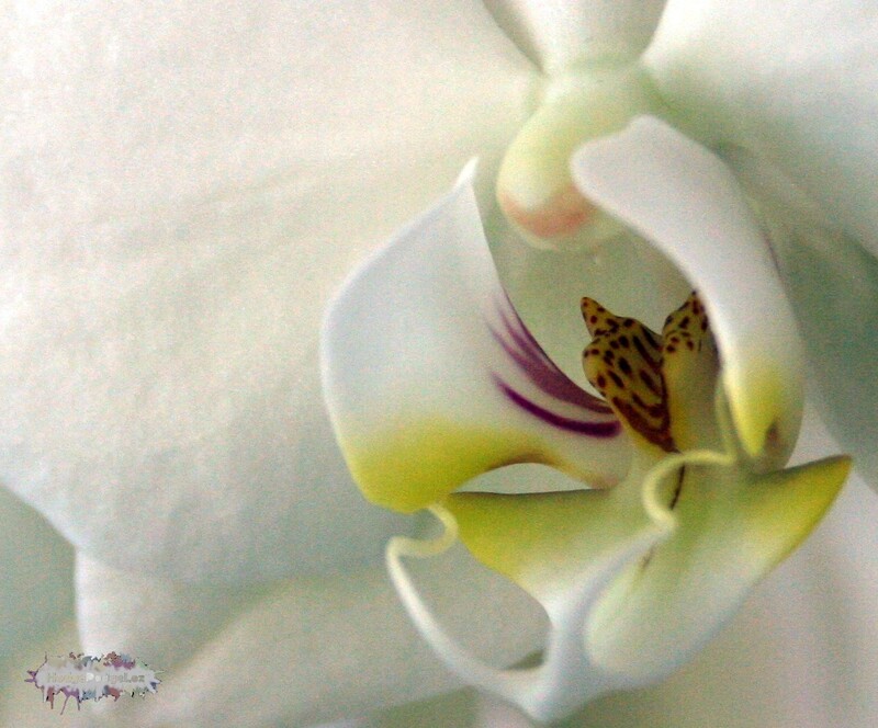 Close up photograph of single white orchid flower