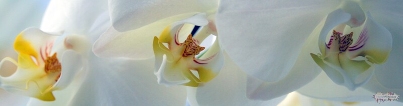 Close up photograph of 3 white orchid flowers