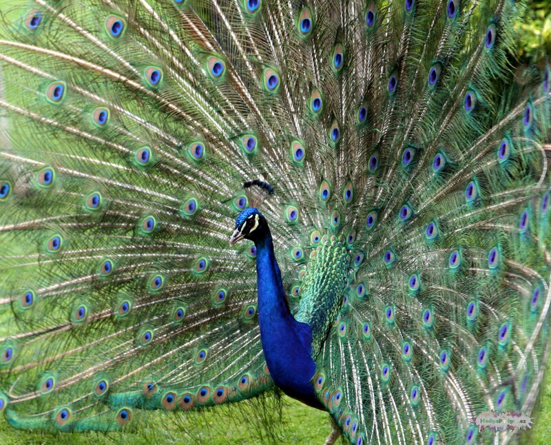 photograph of peacock in full show. 
