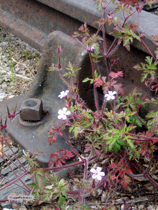 A photograph of a rusty rail track with a delicate pink flower next to it. 