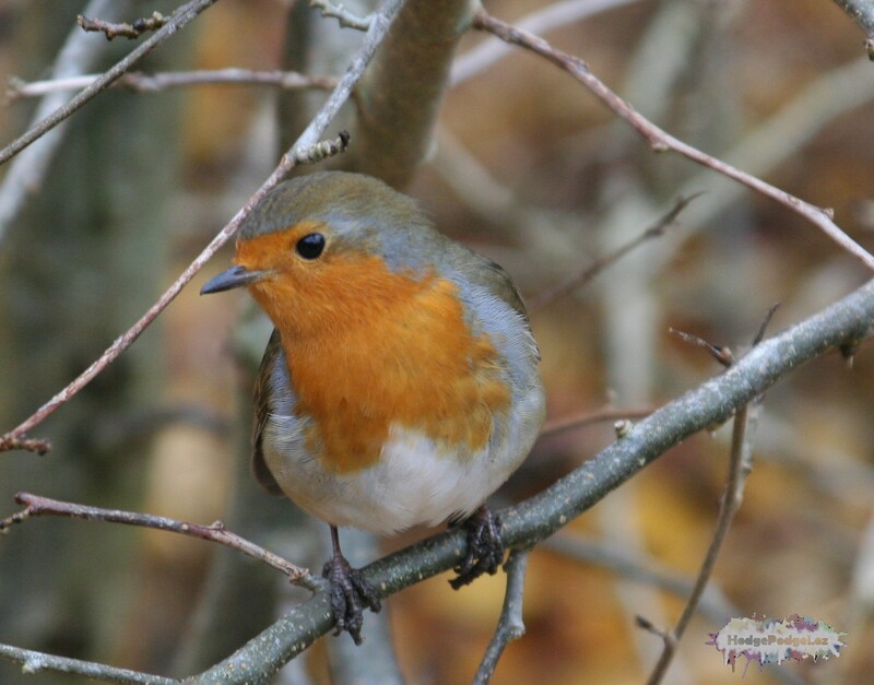 Photograph of a robin sat in tree. 
