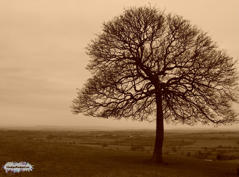 A photograph of a lone tree on a hill at Dyrham Park, South Gloucestershire, England. NAtional trust. 