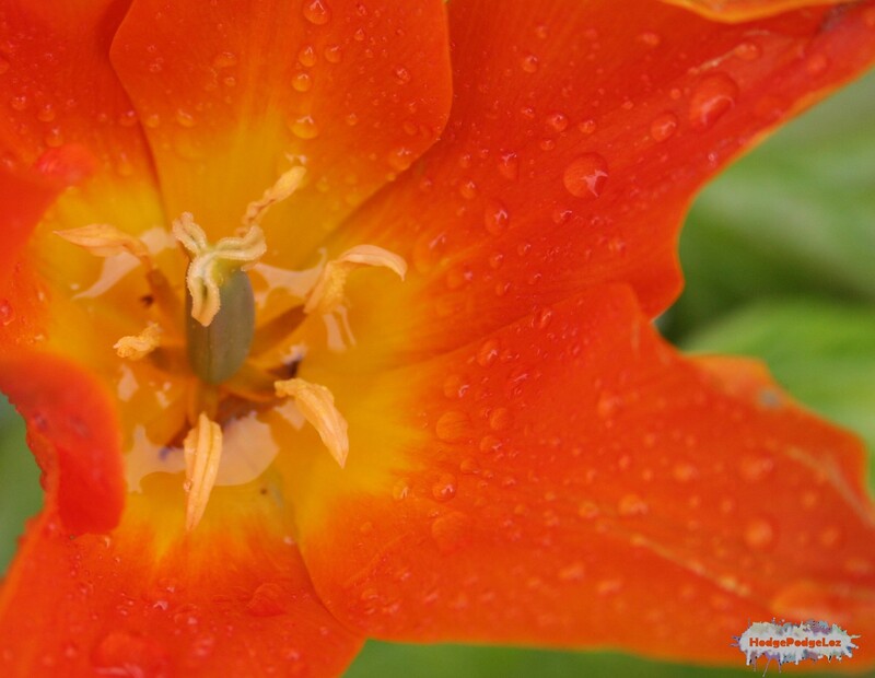 Photograph of orange tulip with rain on it