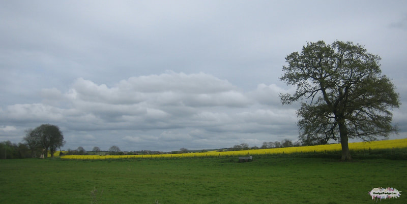 Photograph of a view taken at West Kennet, Wiltshire, England