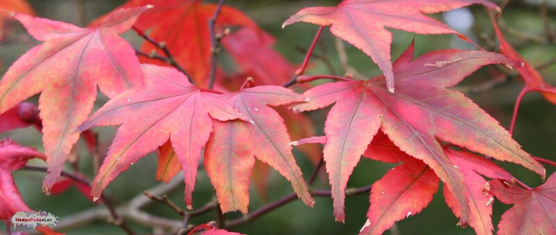 Photograph of autumn leaves turning red
