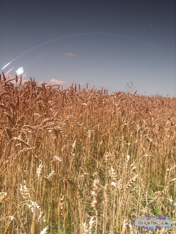 Field of ripe corn with filter taken photograph