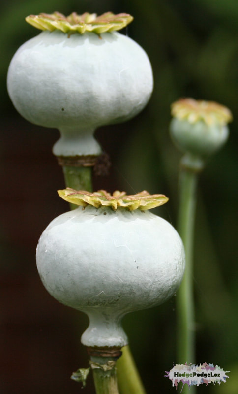 Photograph of large poppy seed heads